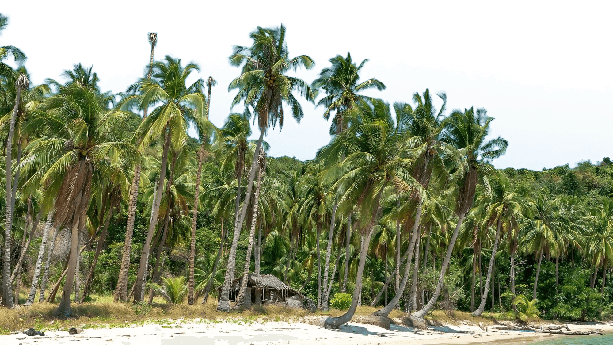 Coco trees